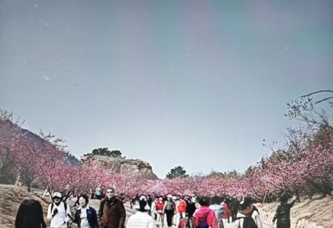 即墨区鳌山卫街道鳌角石村南的天柱山梅花谷景区目前不具备开放条件，即日起暂停开放！