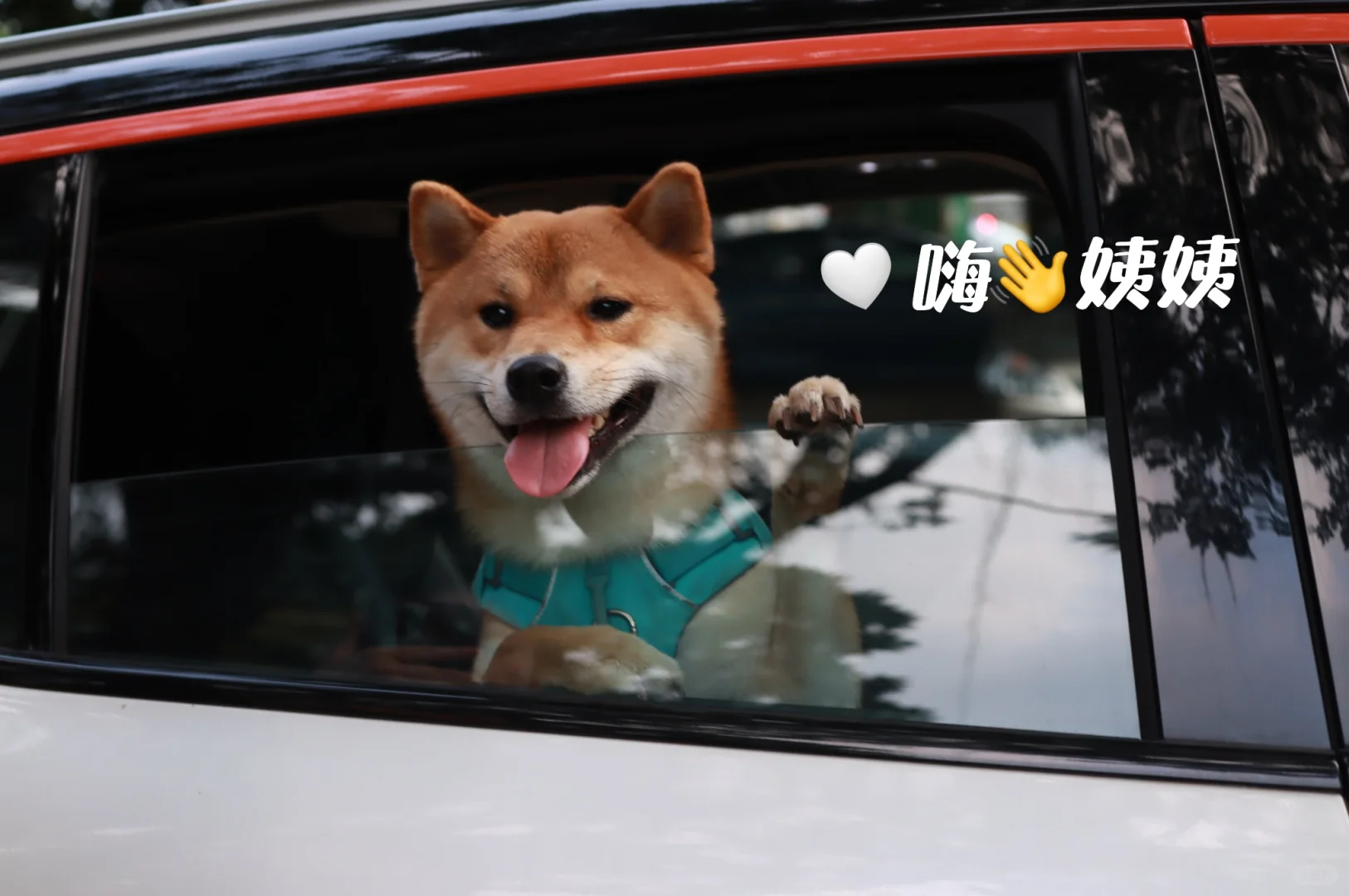 🚗 🐶带狗子兜风，车载宠物垫让旅途更安心！