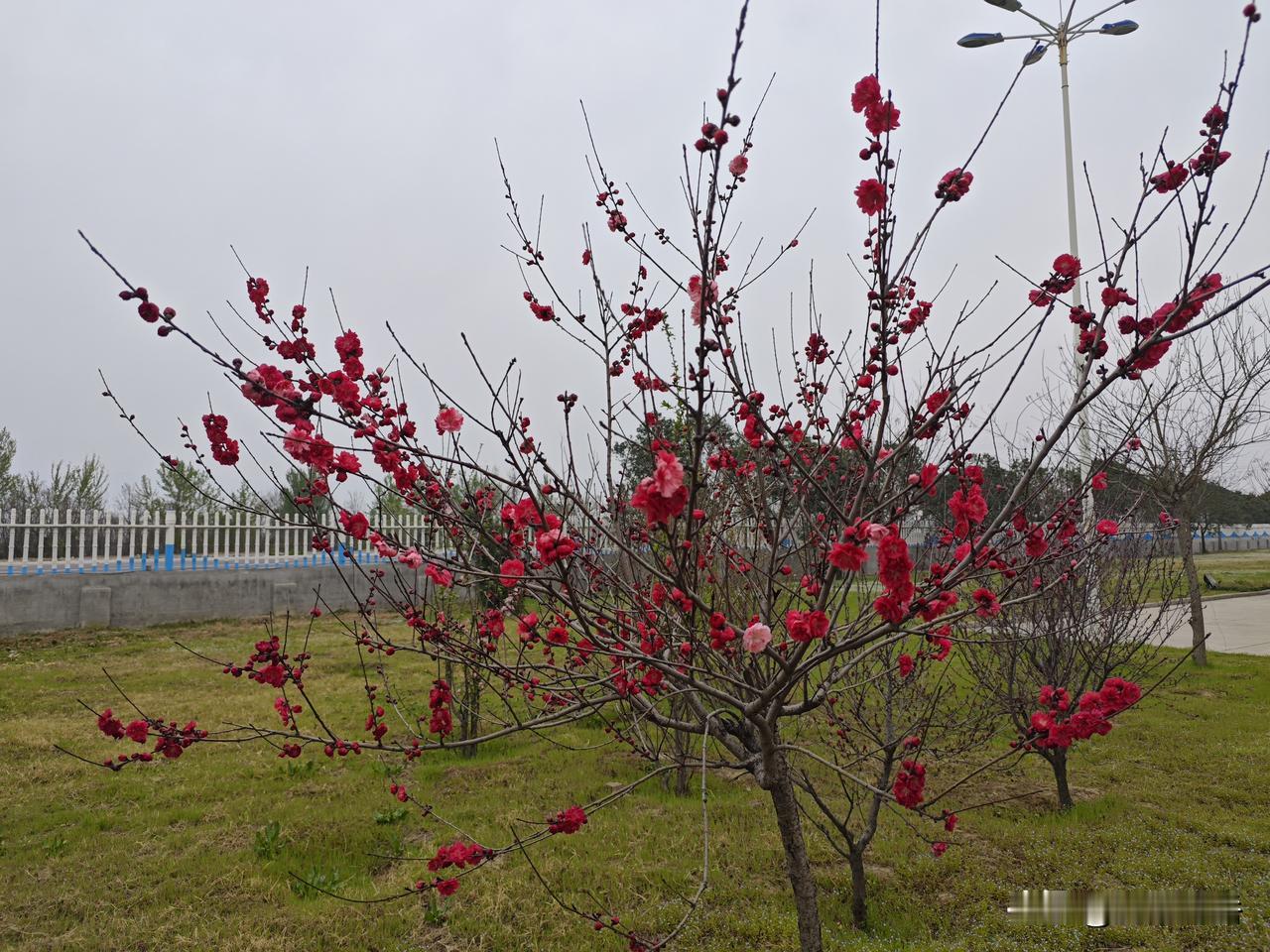 家乡清明上坟习俗

      我的老家是运城万荣县西的光华乡。光华东依孤峰山，