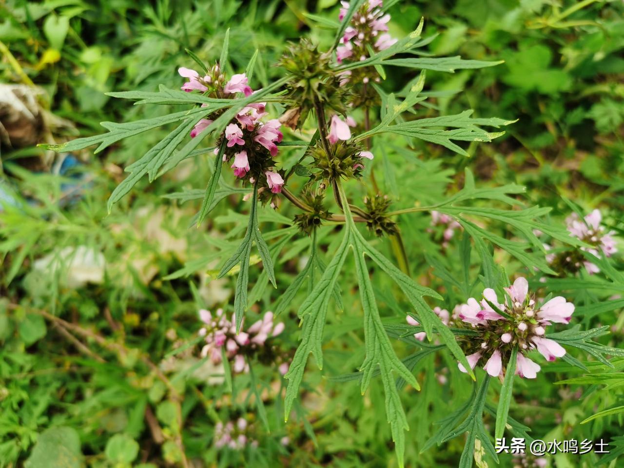 益母草，生长在村边地头上，村里很多年轻人有时候也错认为艾草。其实和艾草还是有很大