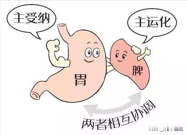正确健脾六步走，“养好脾胃不生病”，直接补到病根上，不做无用功

1.助运——腹