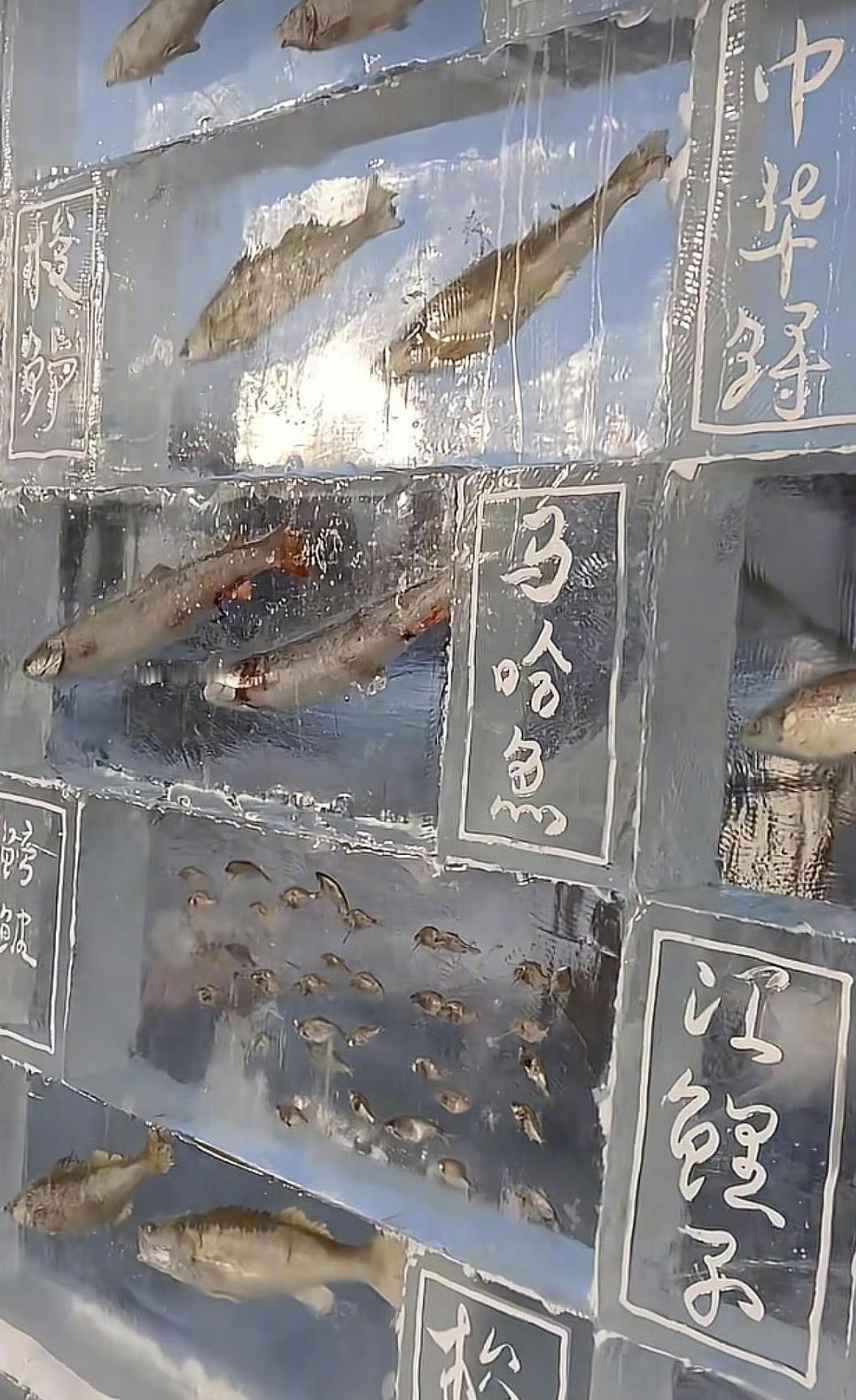 黑龙江同江市三江口生态旅游区突然火出圈了，原因是一堵三米高、八米宽的“冰封鱼墙”