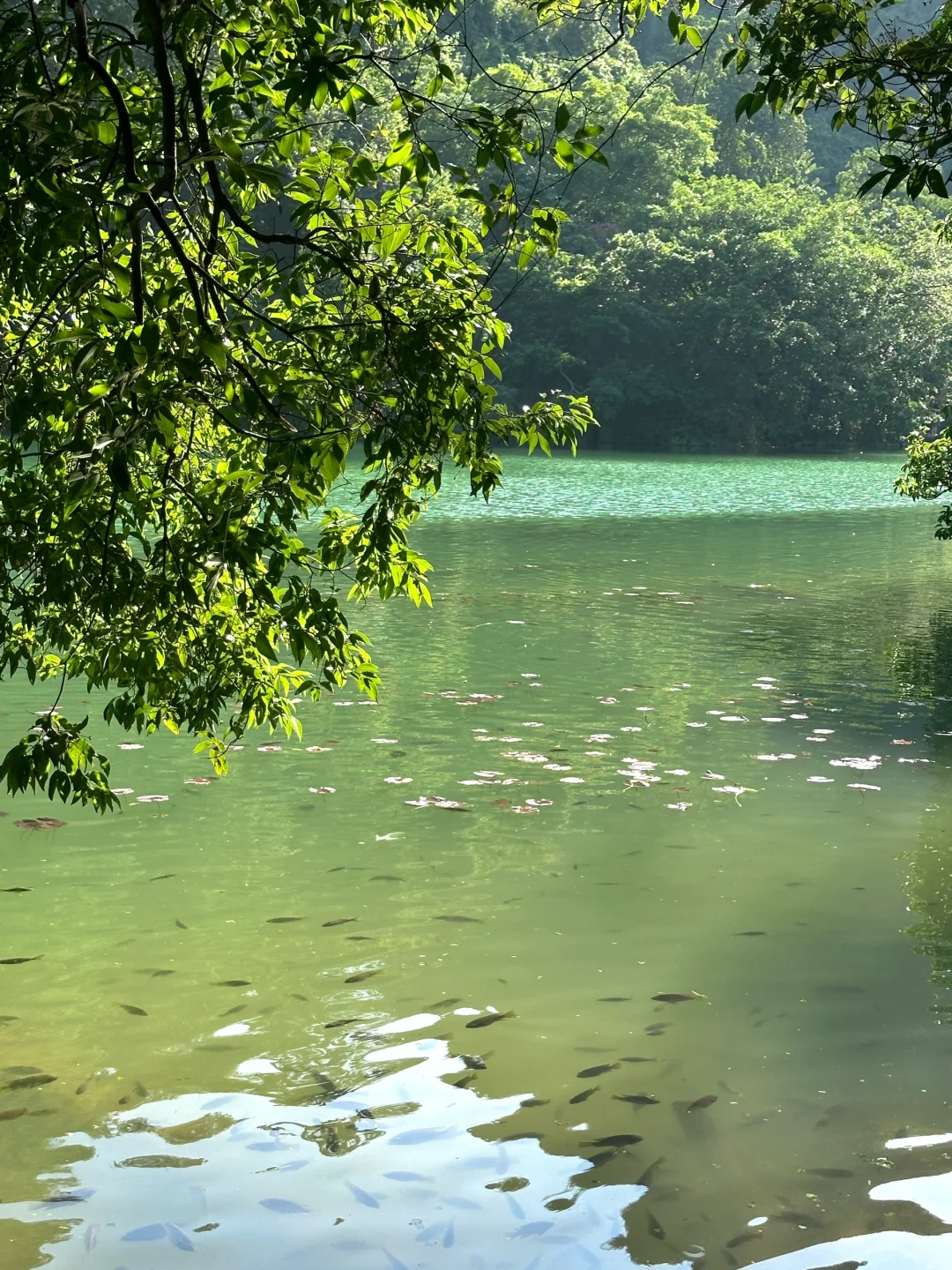 绿野仙踪🍃你们柳州有仙境是真不说啊！！