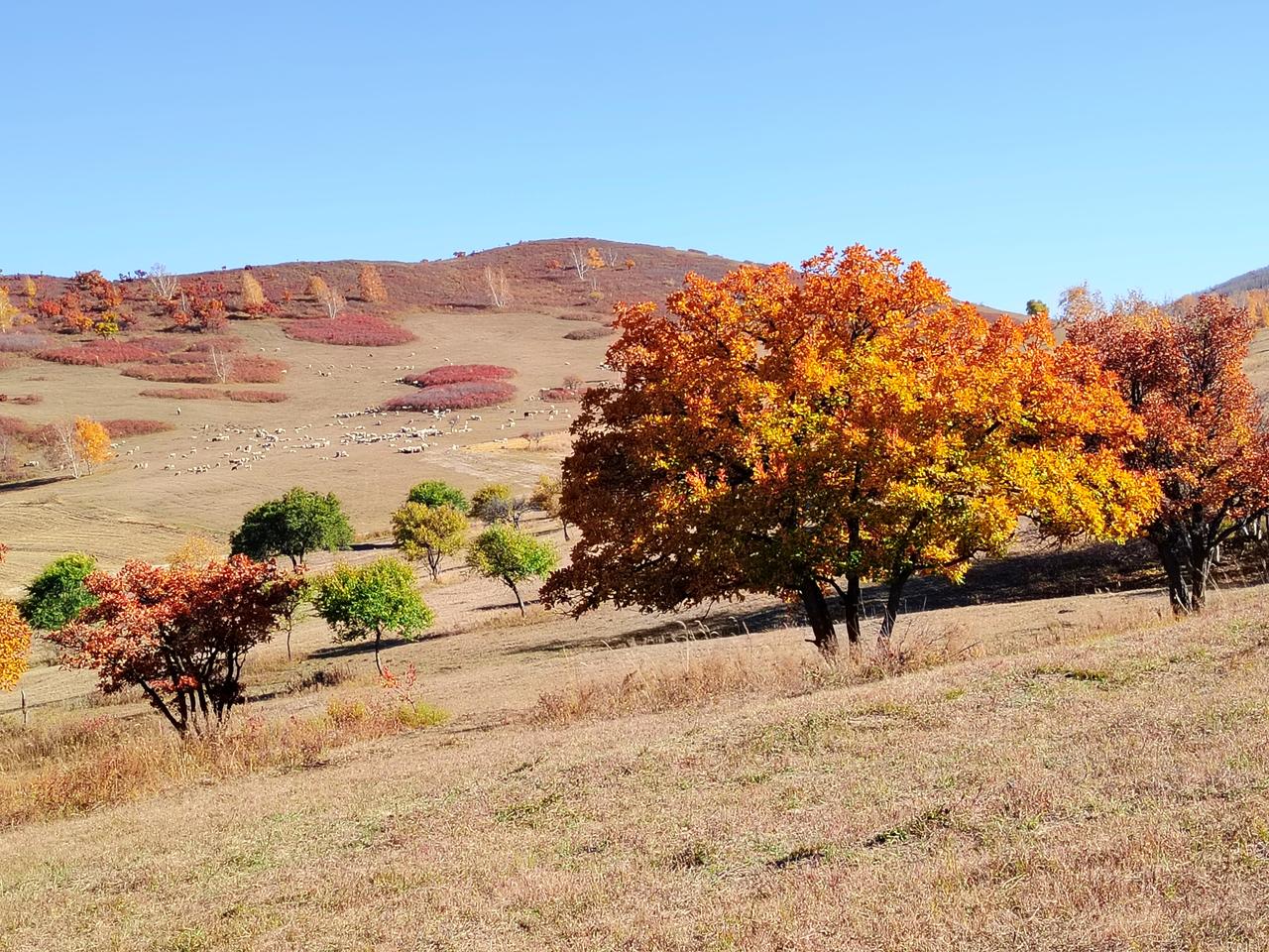 小孙子懂事儿得让爷爷、奶奶心疼！

晚饭后和小孙子视频，正和爷爷奶奶讲着他的趣事