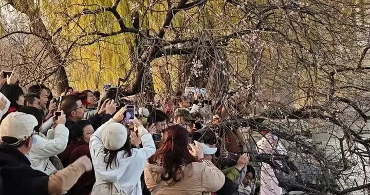 颐和园零星山桃“反季”开花，园方：每年都会有
