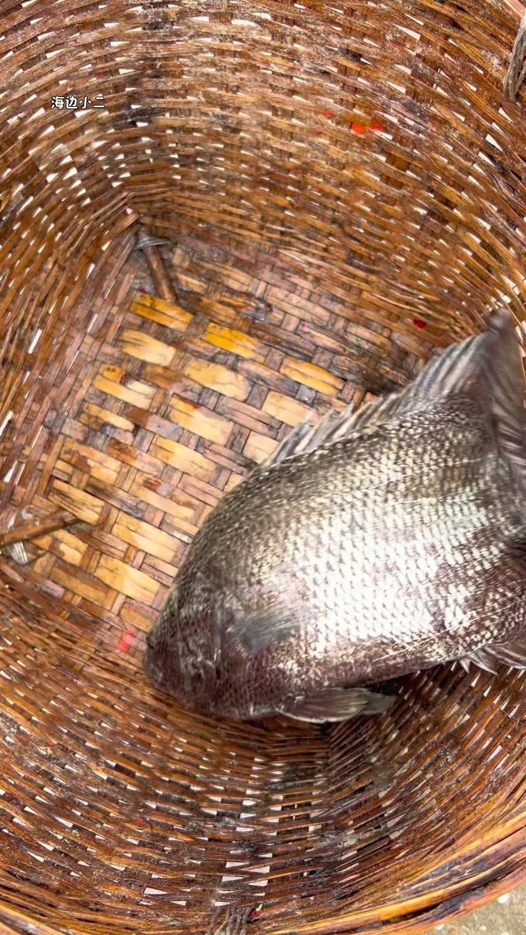 渔民大哥在海边捕到不少海货，看着活蹦乱跳的海鲜，感觉大海的馈赠真的太实在了。
每