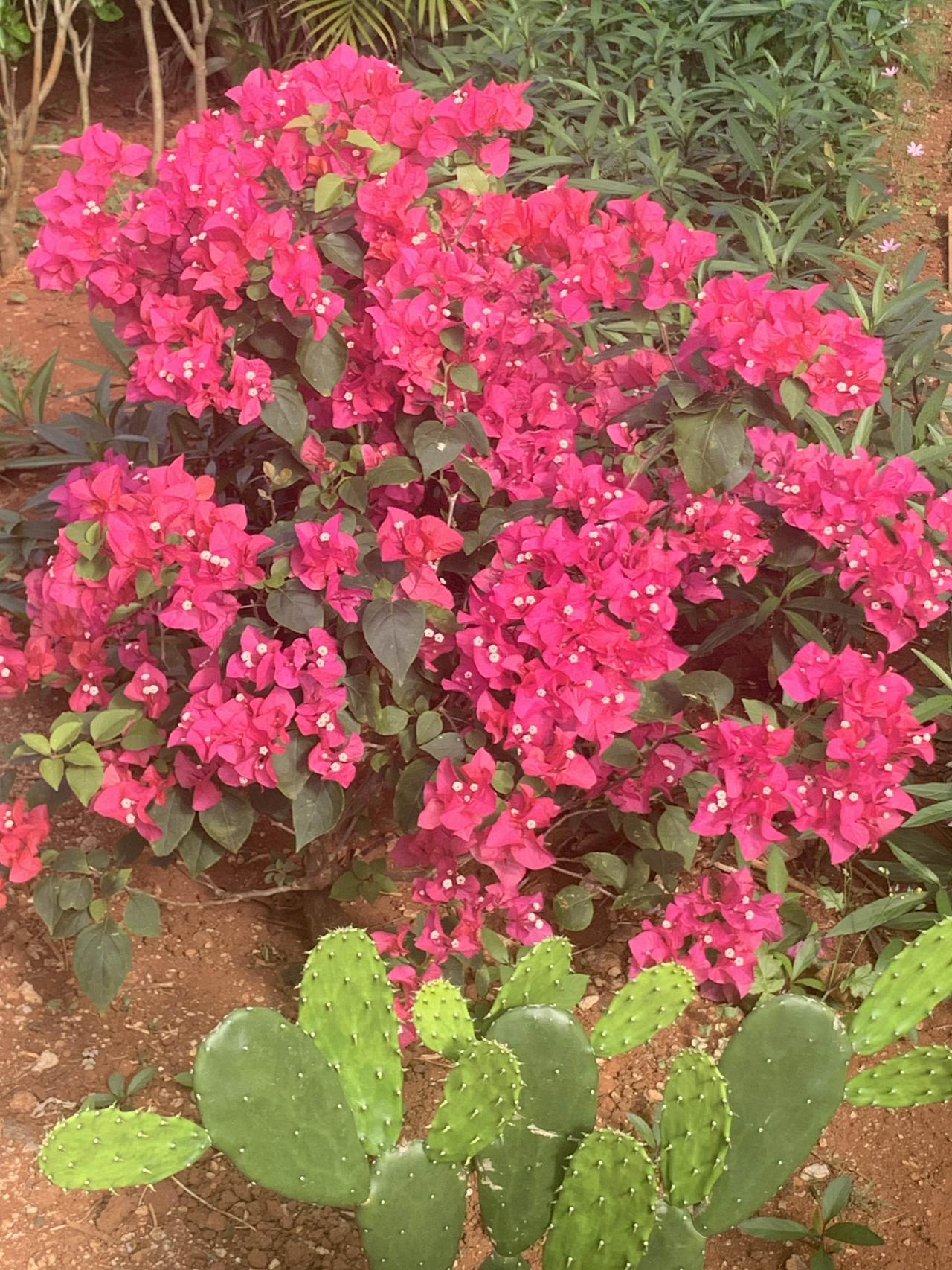 生肖马性子直、爱自由，最亲的不是黏人的，而是能“并驾齐驱”的人。像生肖虎遇事能顶