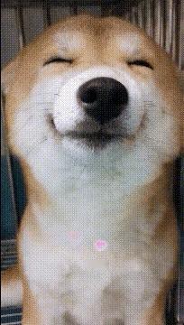 修狗能有什么坏心思啊，快点去看看家里什么被咬坏了吧。