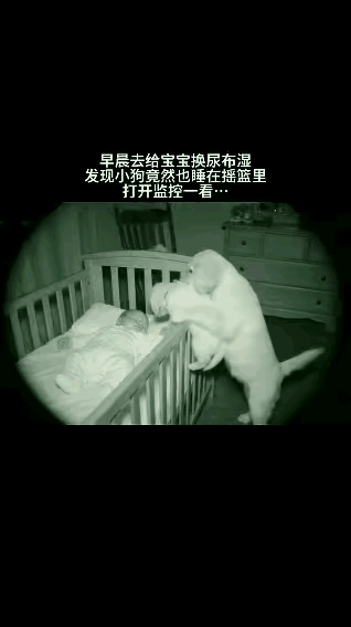谁懂啊！狗妈妈竟把人类带娃当“育儿教材”
 
      刷到个暖到心尖的视频！