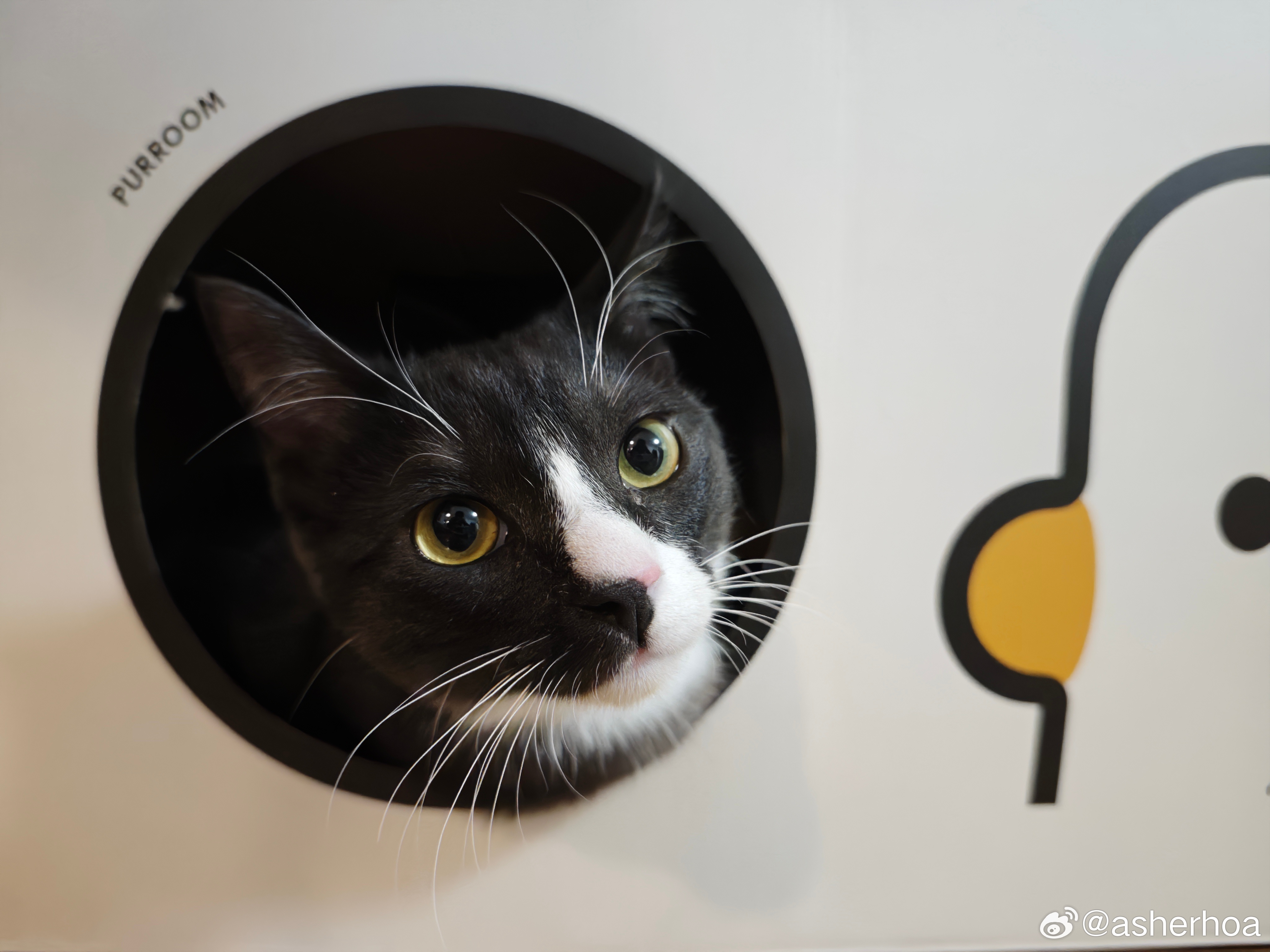 猫咪摄影 小帅哥 