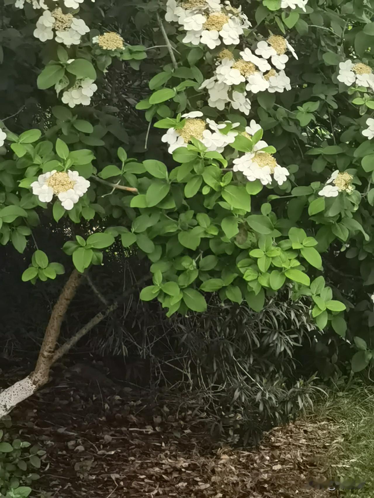 琼花，又名聚八仙、蝴蝶花，忍冬科荚蒾属植物。它在扬州苏州等地很常见，它的花型很独