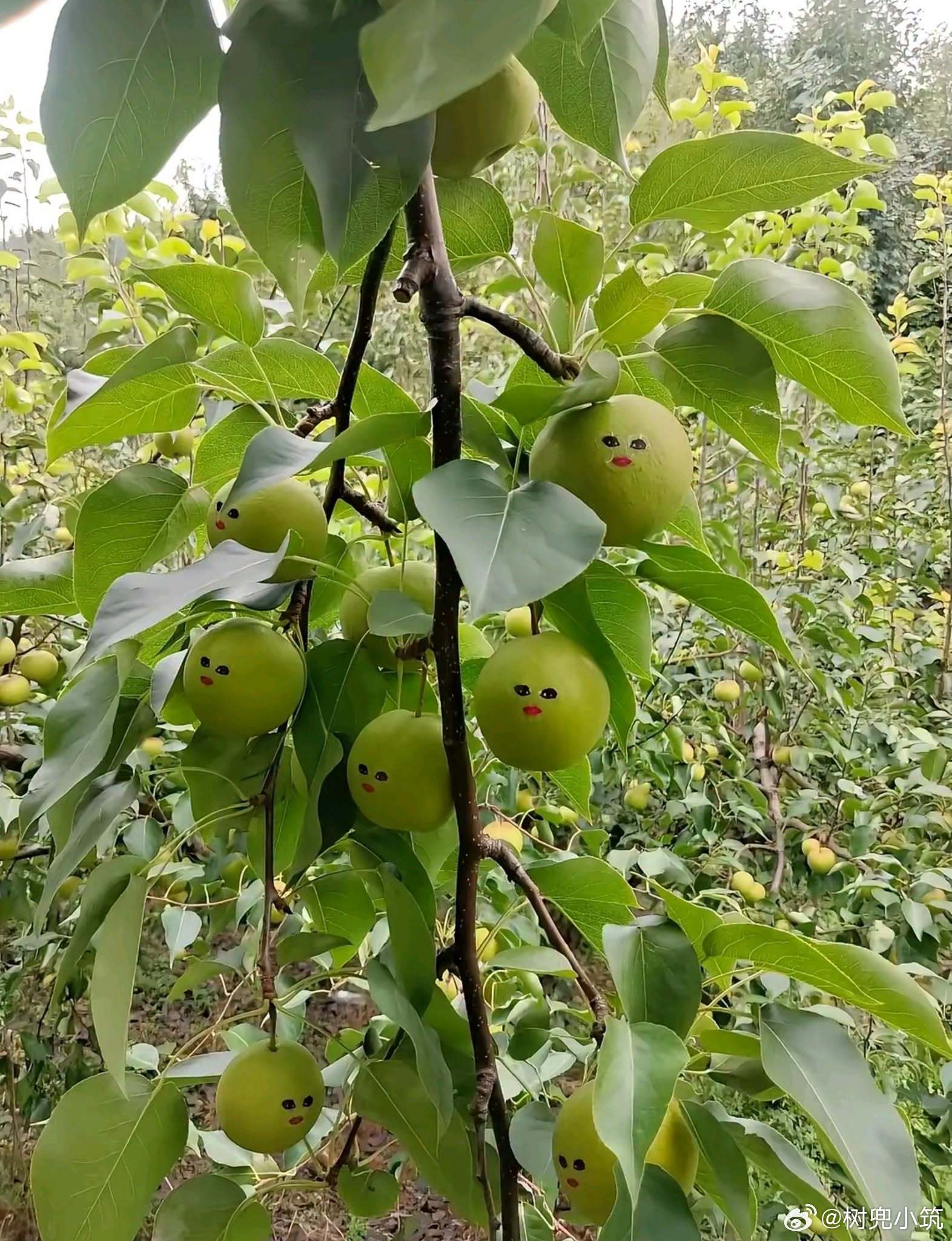 🍏: “我为啥非得长一张脸啊喂”😂 ​​​
