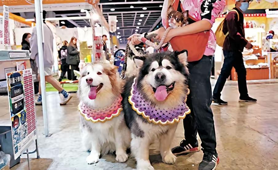 这养狗的经济，能代替房地产吗？

看网上的消息，不少地方在发展宠物经济!
202