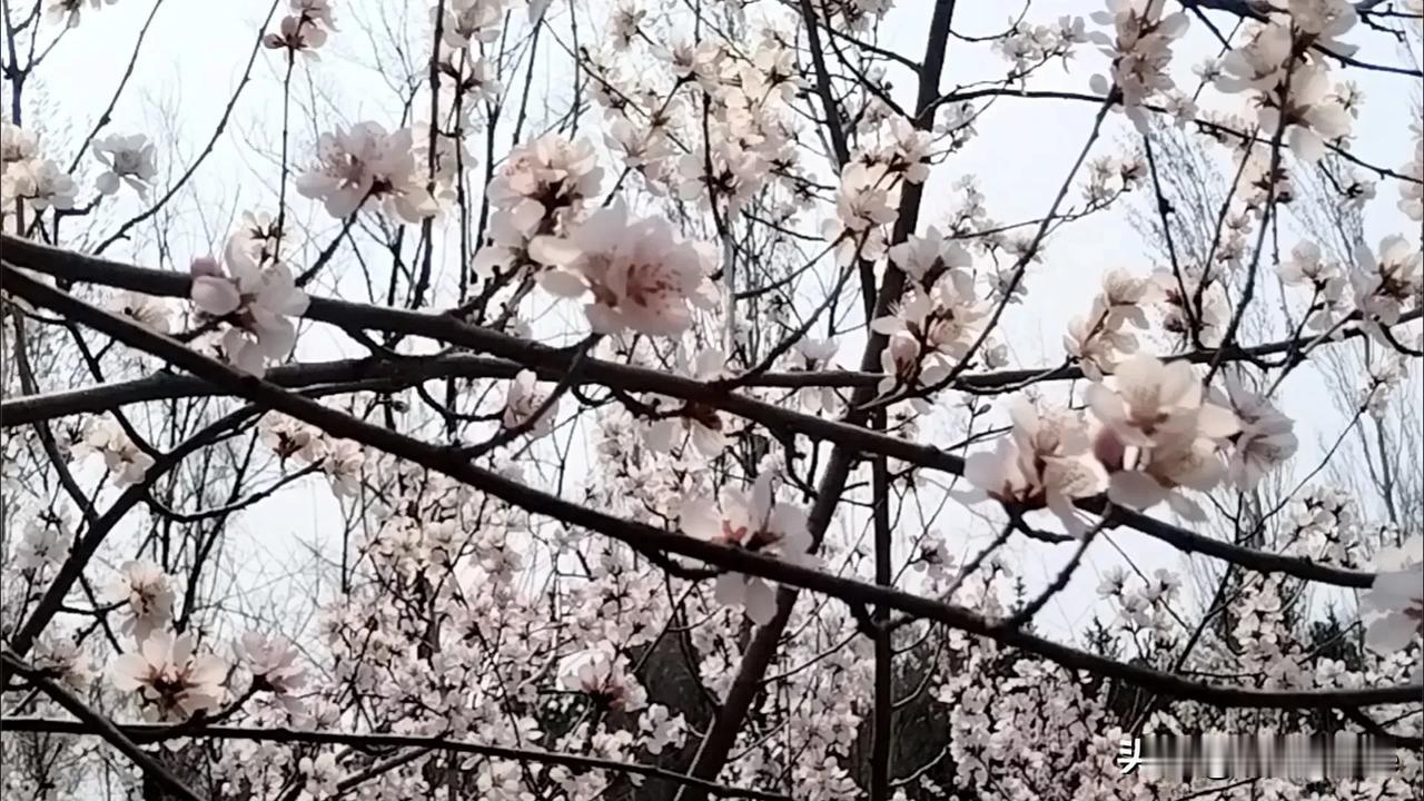 春雨润杏花