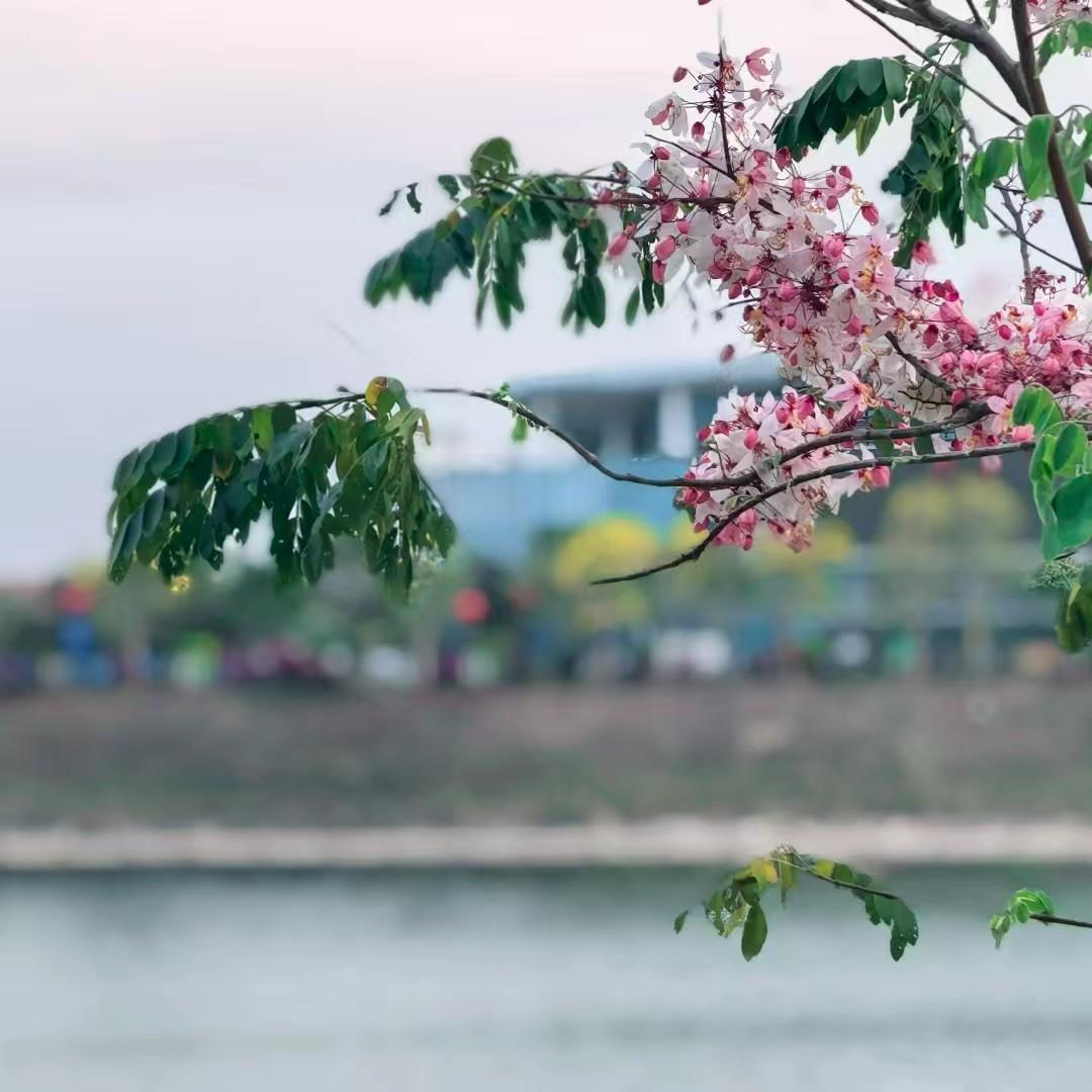 不要因为别人的节奏，
打乱自己的步伐。
每个人花期不同，
不必焦虑有人比你提前拥