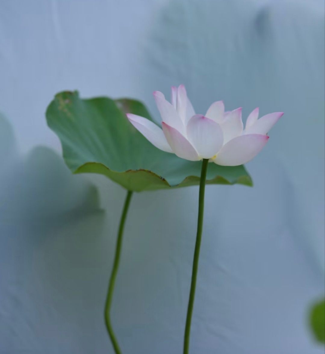 “  能了诸缘如幻梦，世间唯有妙莲花 … ” 