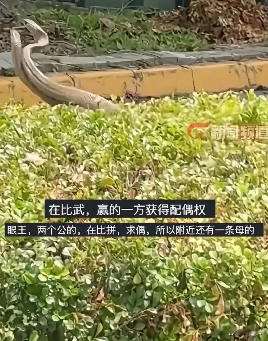 广东2条蛇在市区绿化带“跳舞”，真相颠覆认知：竟是公蛇抢老婆！
 
近日，广东市