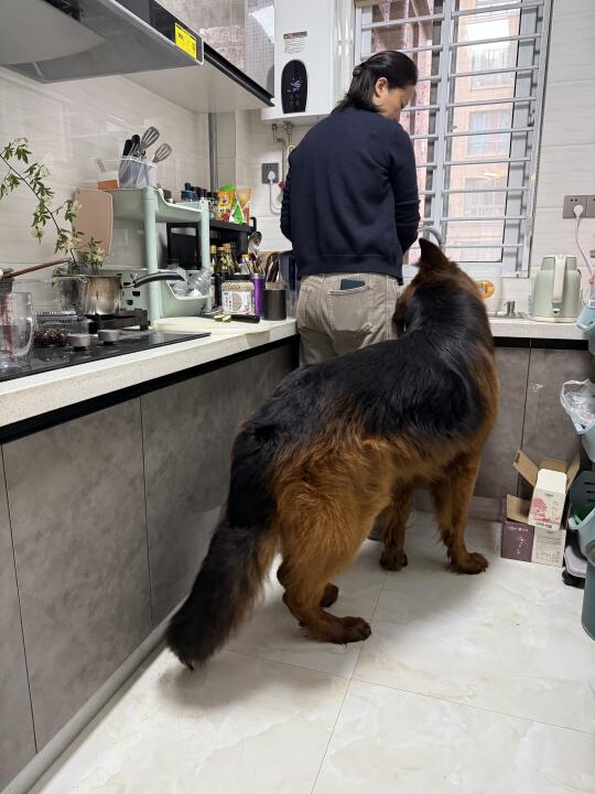 105斤茶杯犬等姥姥给冻干