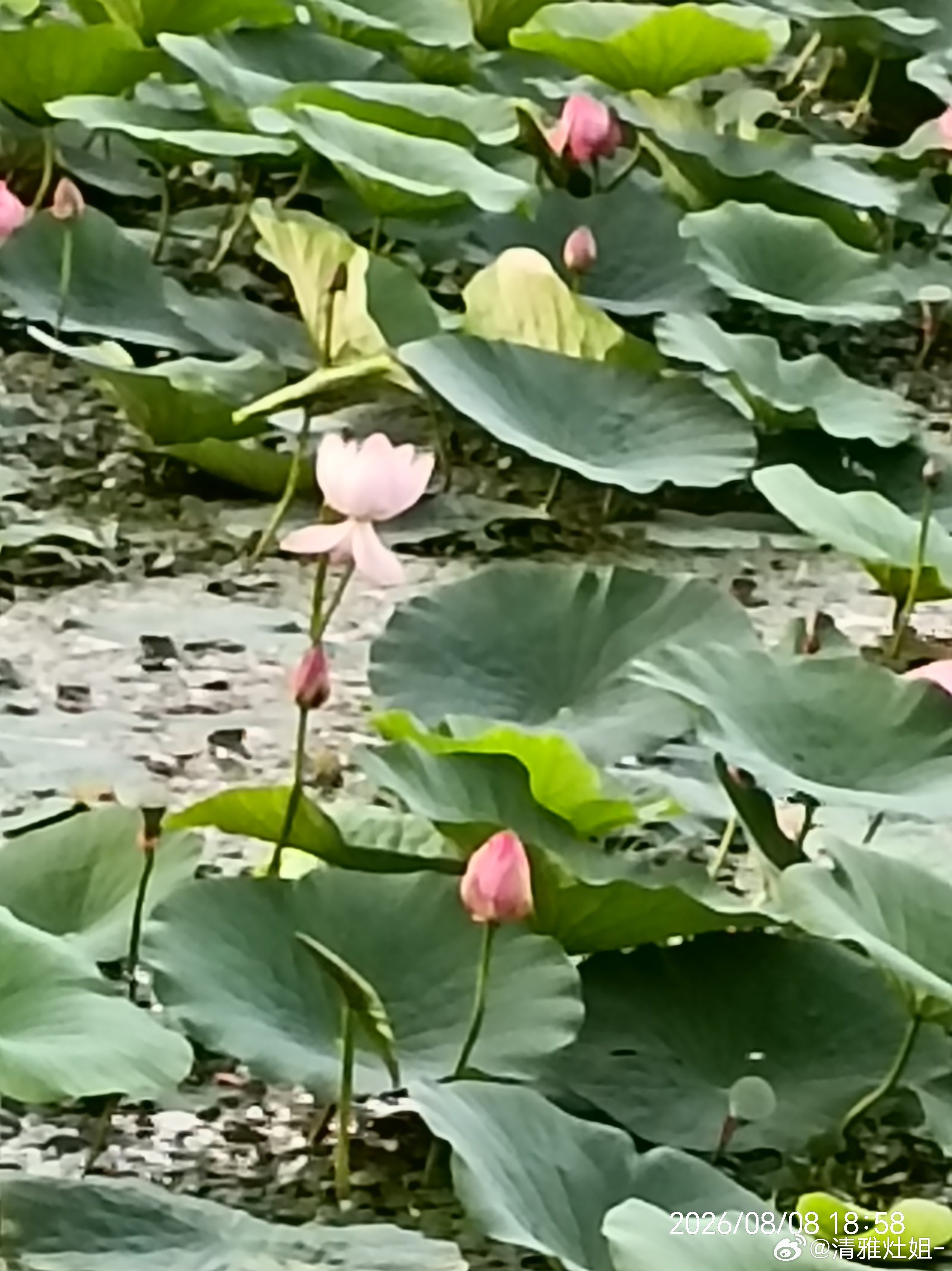 劳动湖的荷花傍晚散步偶遇满塘荷花落日、莲叶、清风，夏天独有的浪漫！ 齐齐哈尔·劳