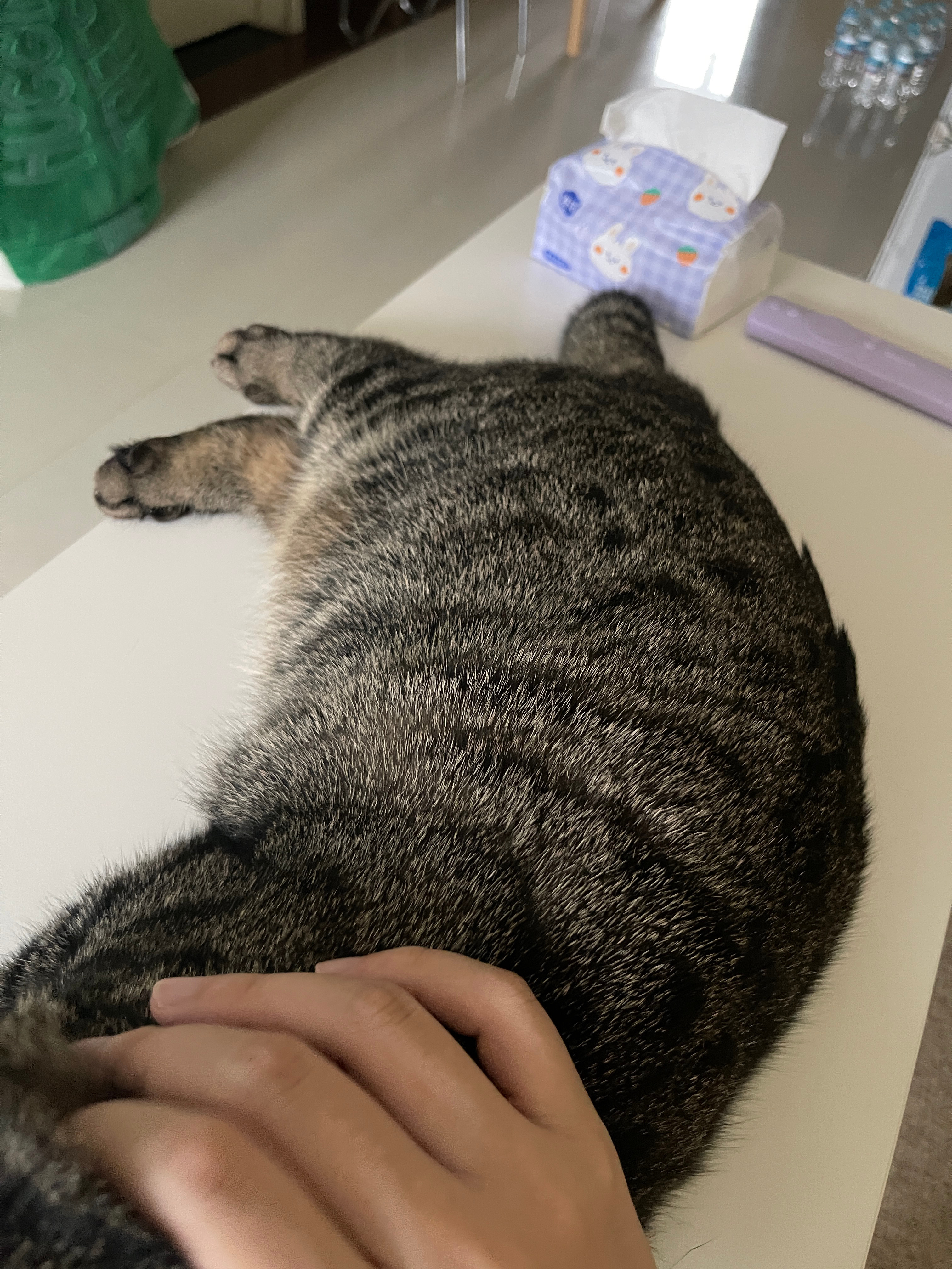 鱼体诱惑 