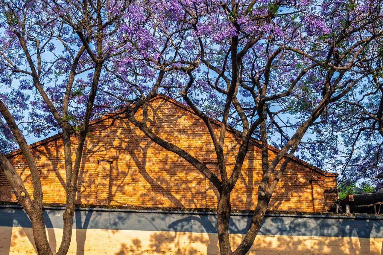 昆明教场中路蓝花楹。昆明教场中路蓝花楹