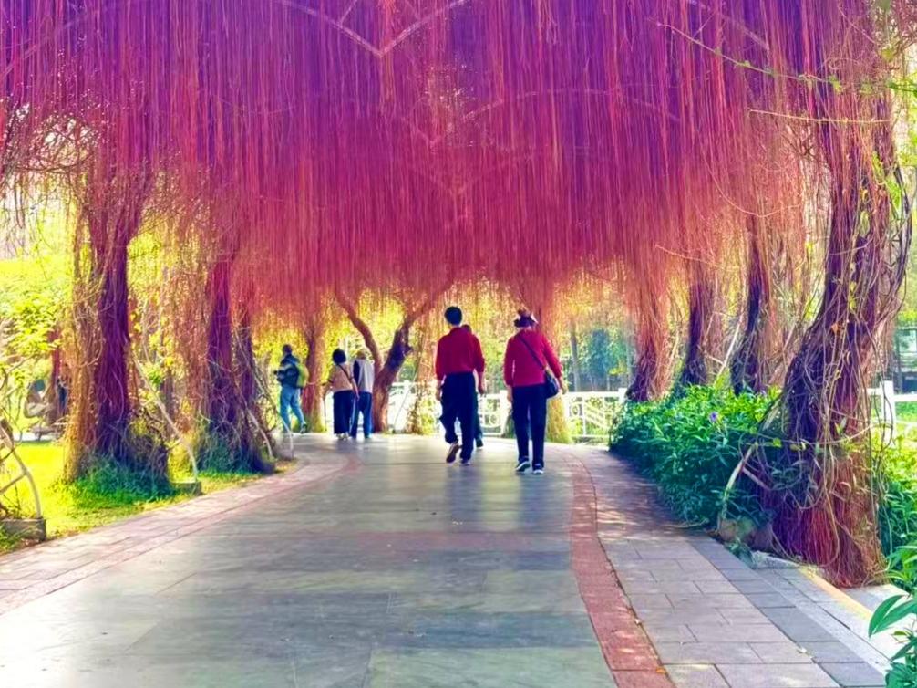 今日赏花，随手拍。