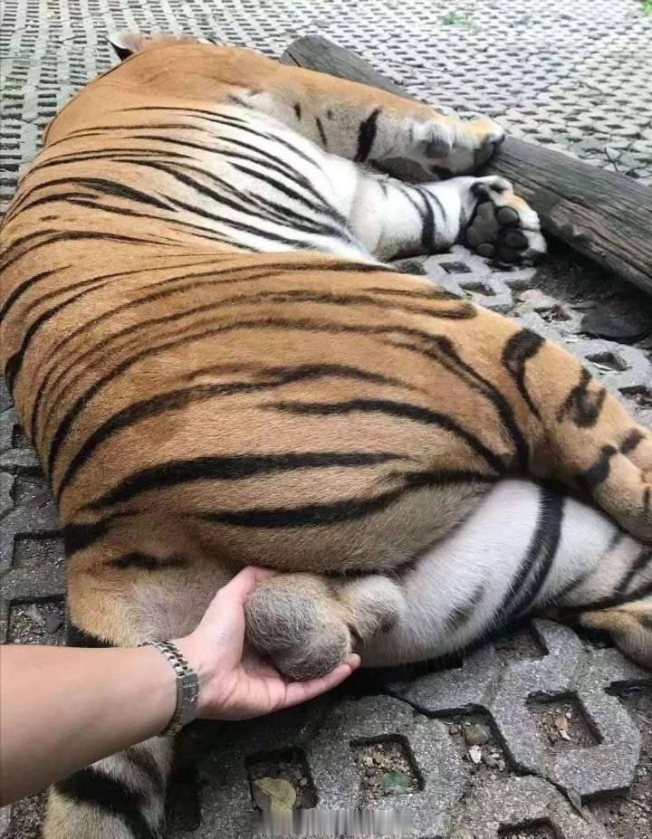 外卖员被3烈犬吓尖叫主人说不咬人想起以前我家片区那个怕狗的快递员，每次投递，都要