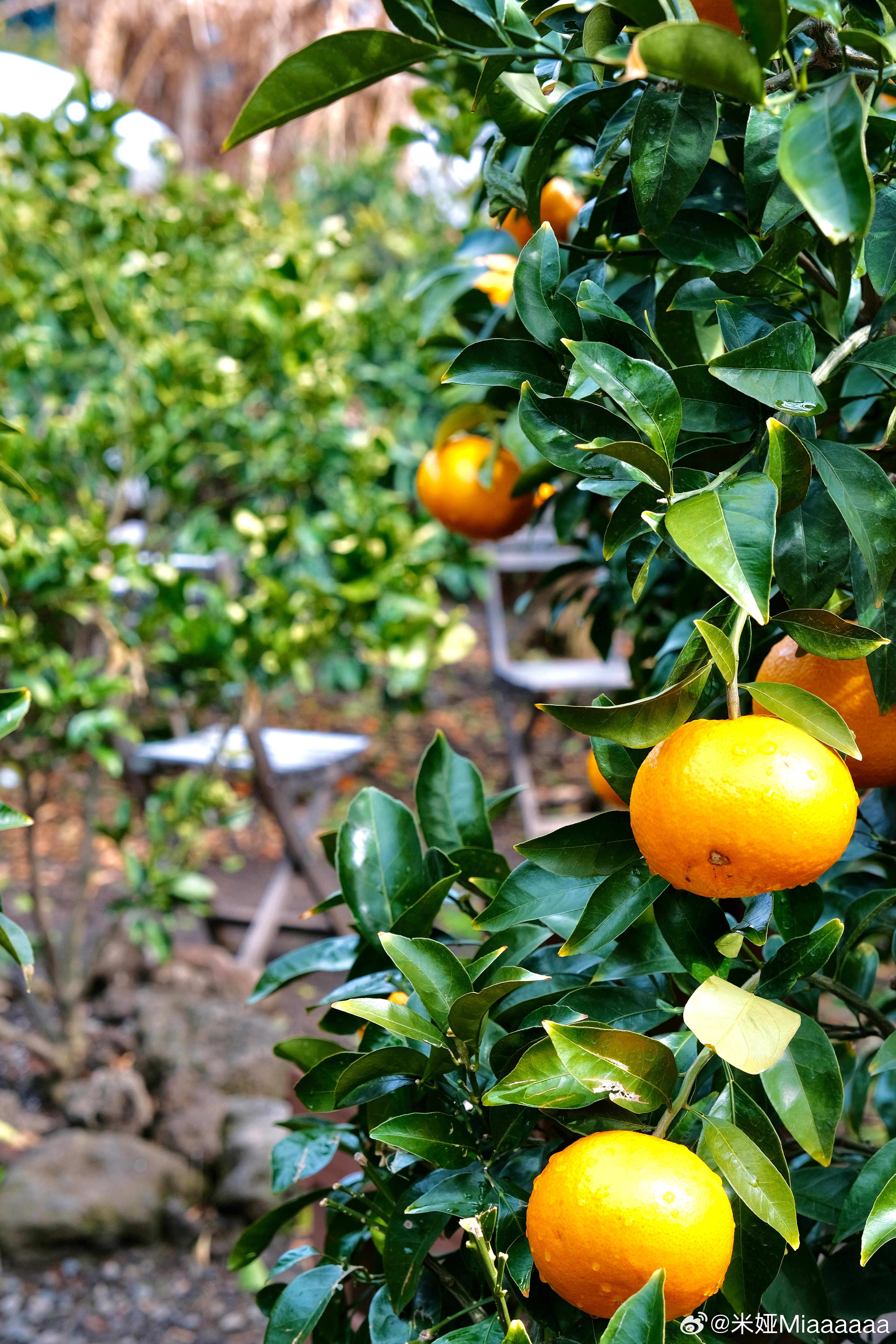 𝐓𝐫𝐚𝐯𝐞𝐥 / 为了这扇窗，飞了一趟济州岛🍊这次终于在春天来了这