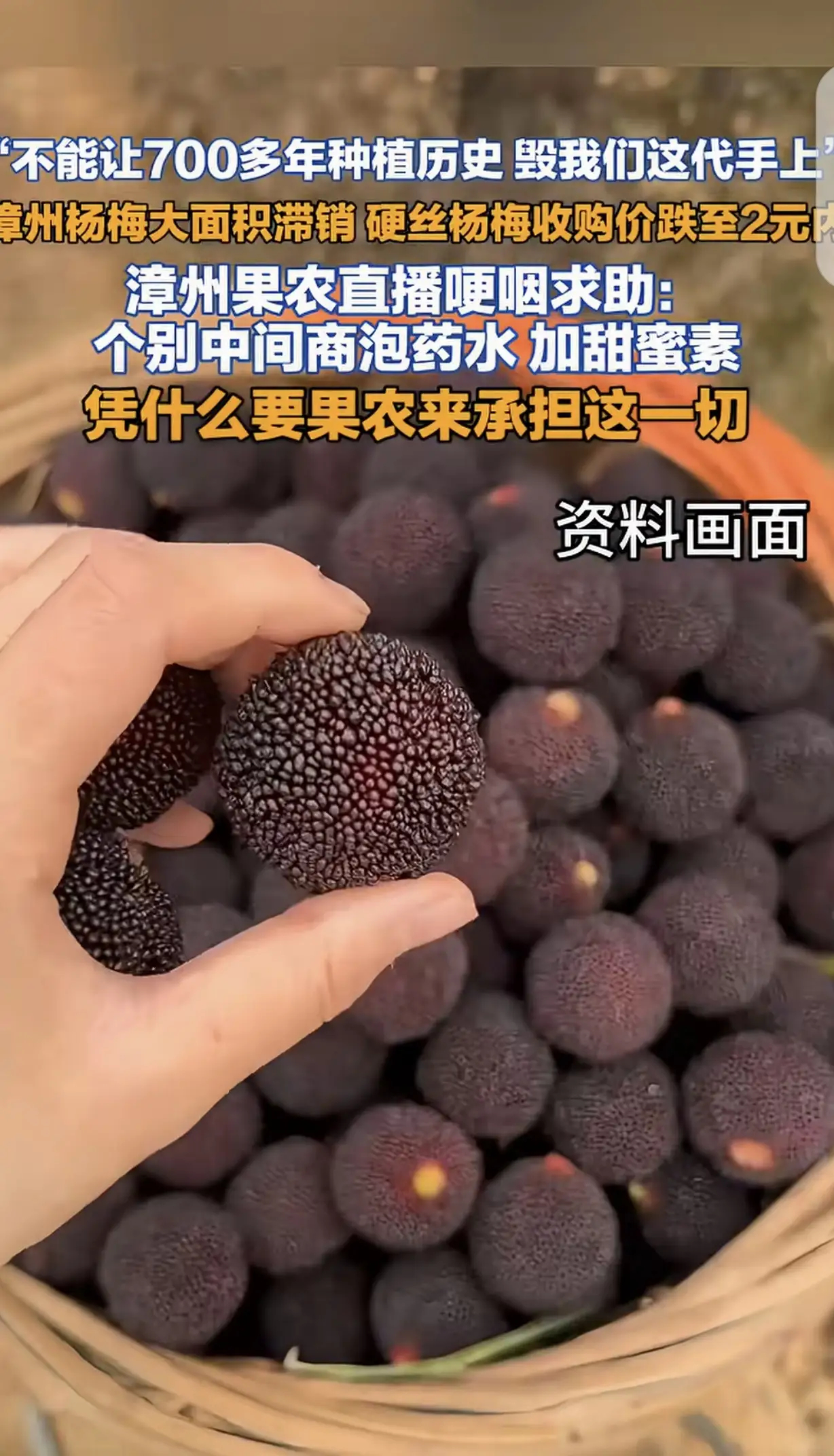 “吃毒杨梅的还没哭，卖毒杨梅的倒先哭了！”福建漳州，一女子家祖祖辈辈种杨梅，可“