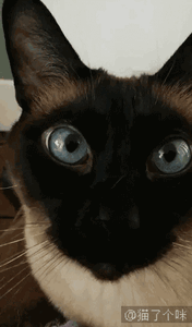相处久了便明白，猫咪与狐狸的性情截然不同。从习性到神态都各有特质，关于和谁相伴居