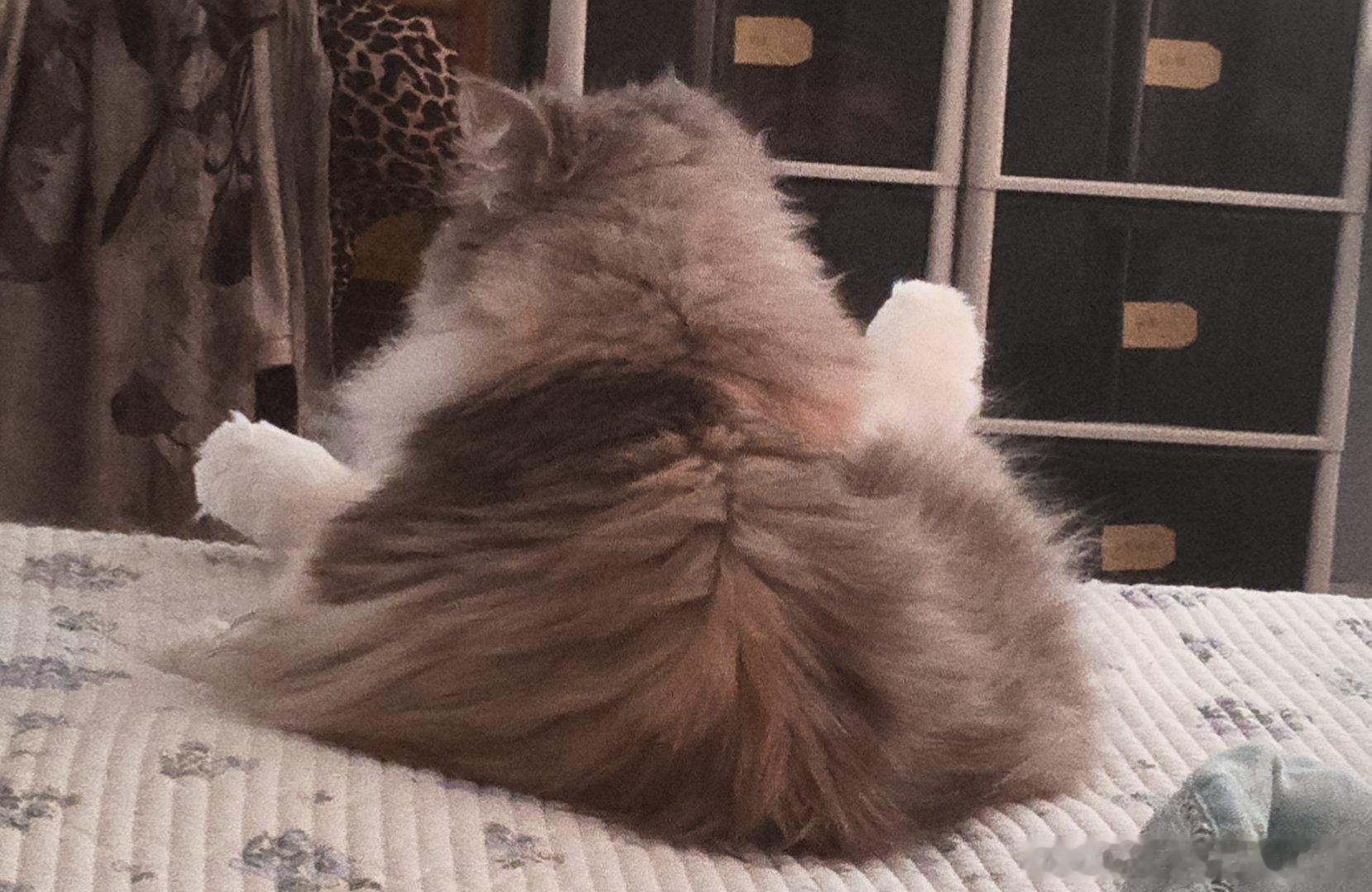 以防你们没见过小猫翘脚脚 