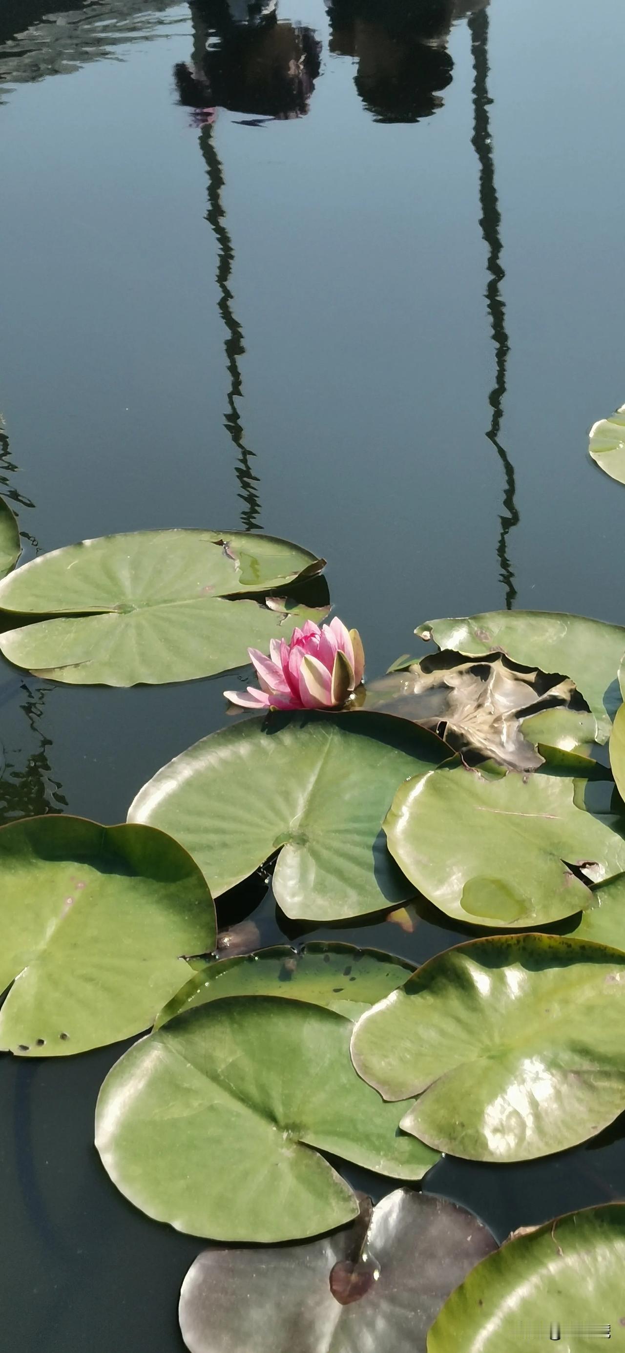 #随手拍摄的花草树木#
