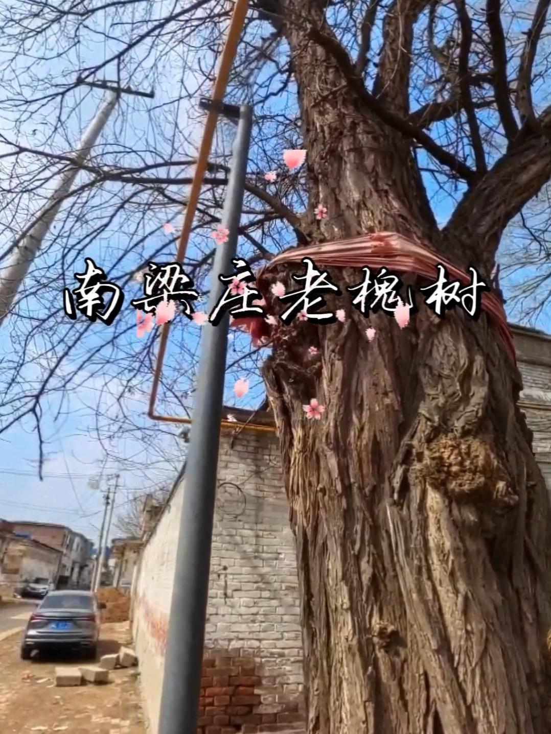 《梁庄古韵》
旧址的墙垣斜倚着黄昏，
斑驳的灰泥里渗出旧日的书声——
是“子曰诗