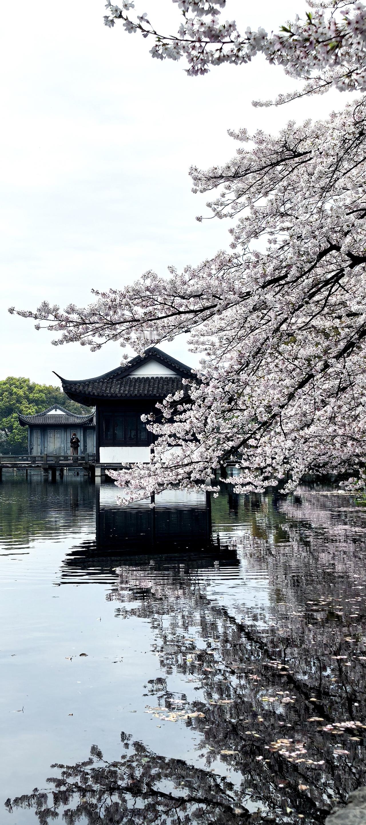 江南有十分春色，杭州占三分

三月西湖，大美。
太美。
老祖宗称之天堂，从无虚言