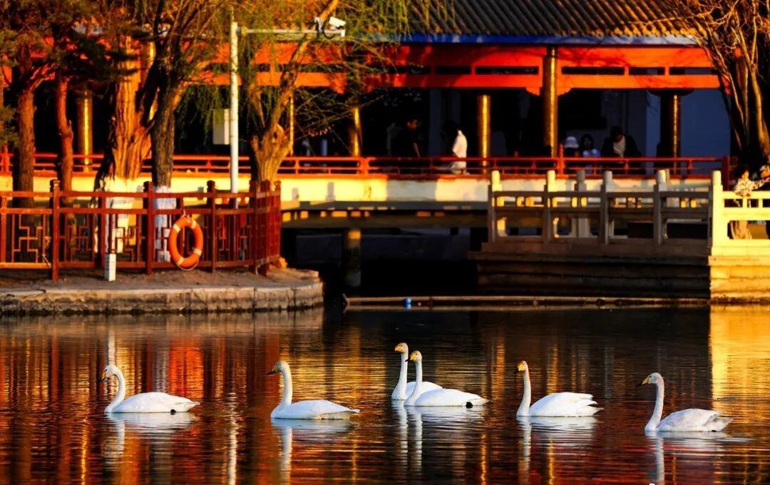 【‍‍惊喜！9只天鹅优雅现身哈密石油基地公园，邂逅春日生态之美】
四月暖风轻拂，