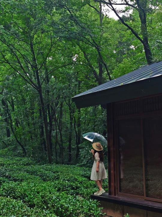 南京📍紧邻美龄宫，雨中的小众茶园美哭了