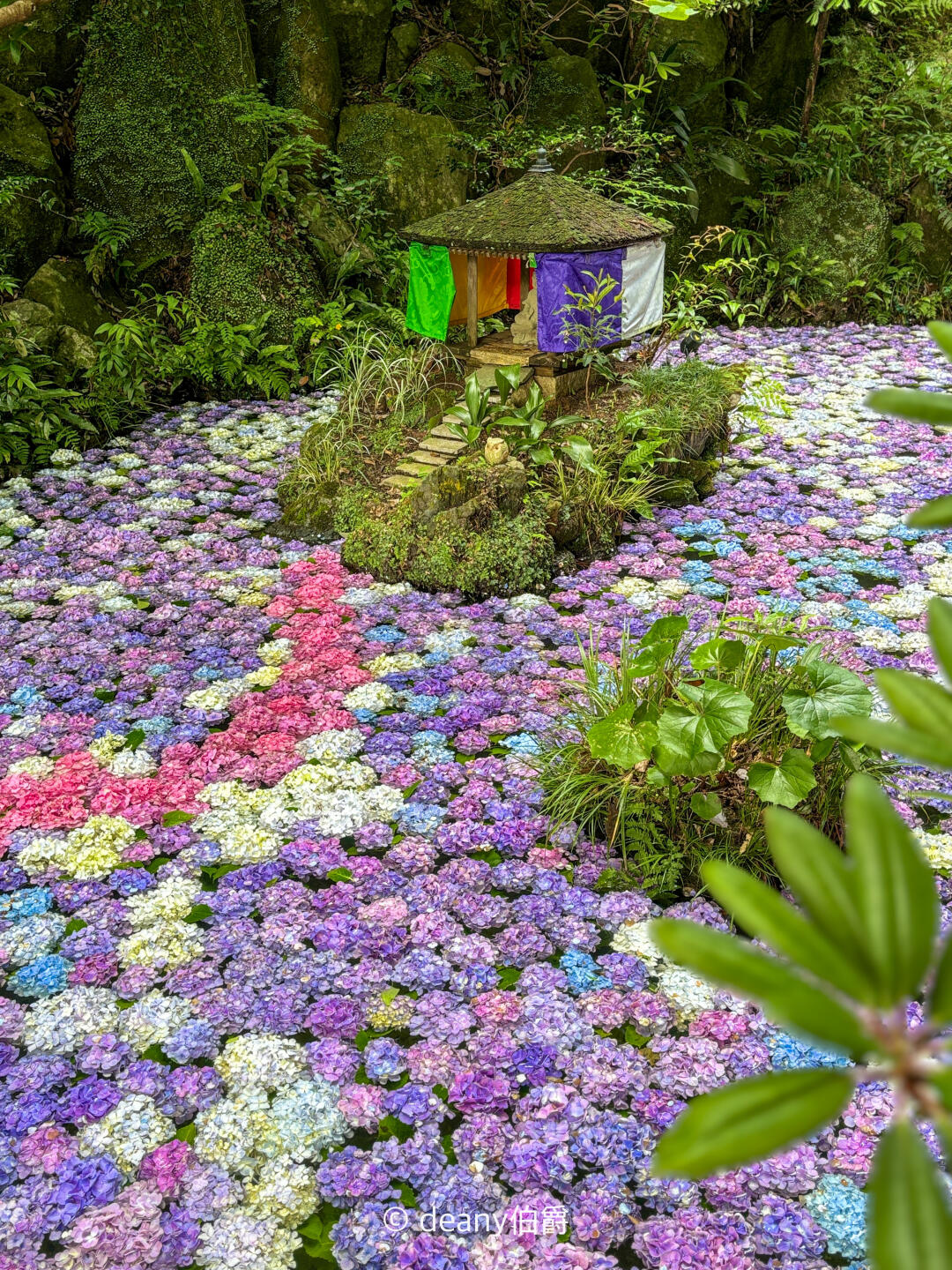 福冈旅行 | 紫阳花开，初夏的风物诗