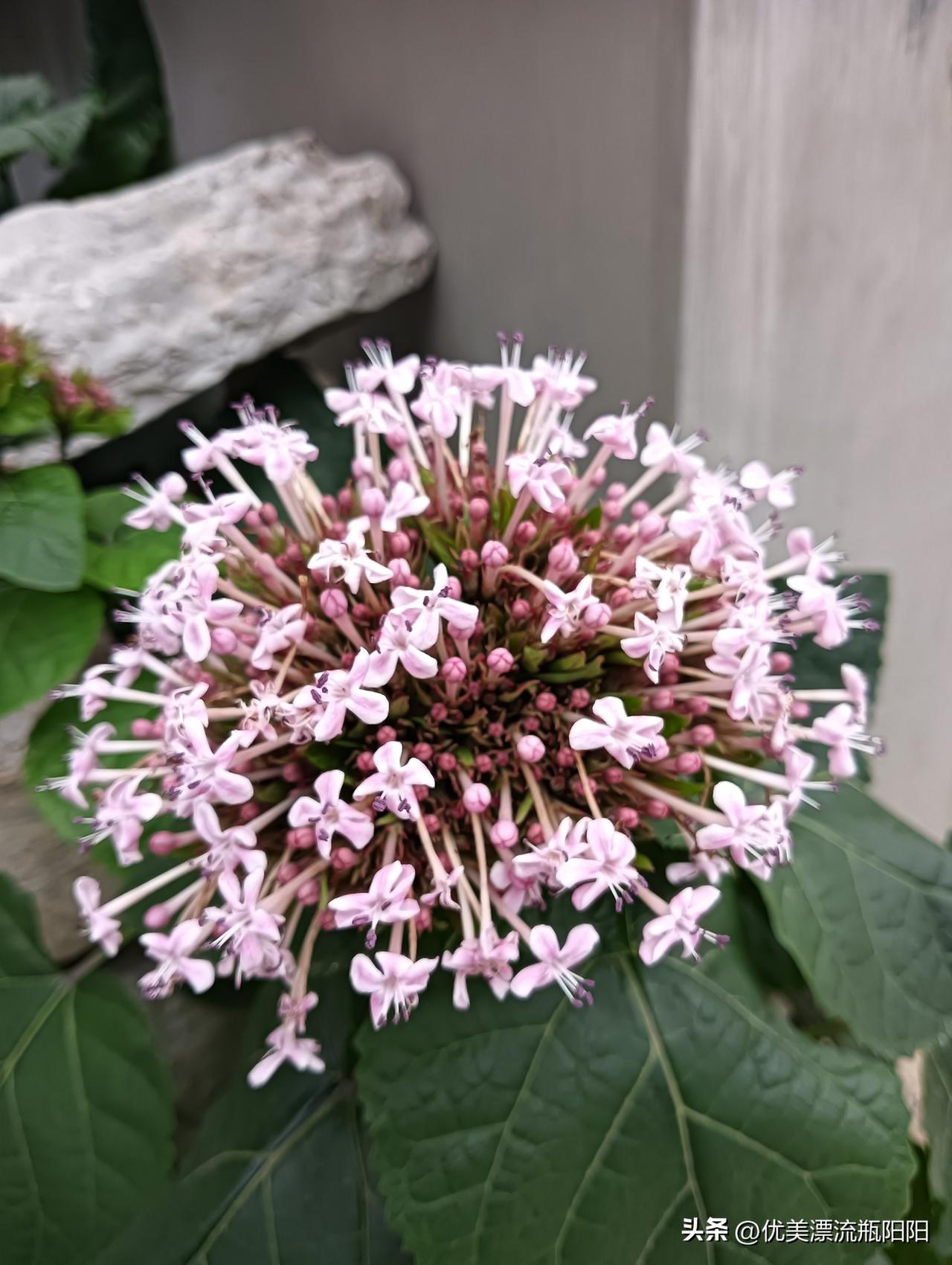 晒一张最美的绣球花照片太美了，绣球花