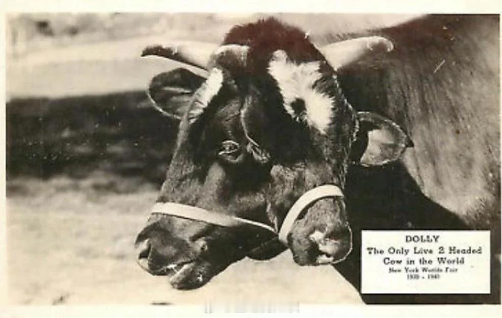 双头牛多莉（1936-1953）活到了 15 岁。多莉的第二张脸（罗利）是寄生双