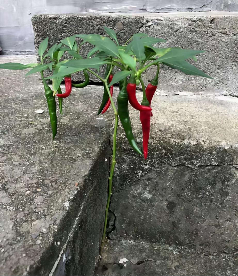 强者，从不抱怨环境。