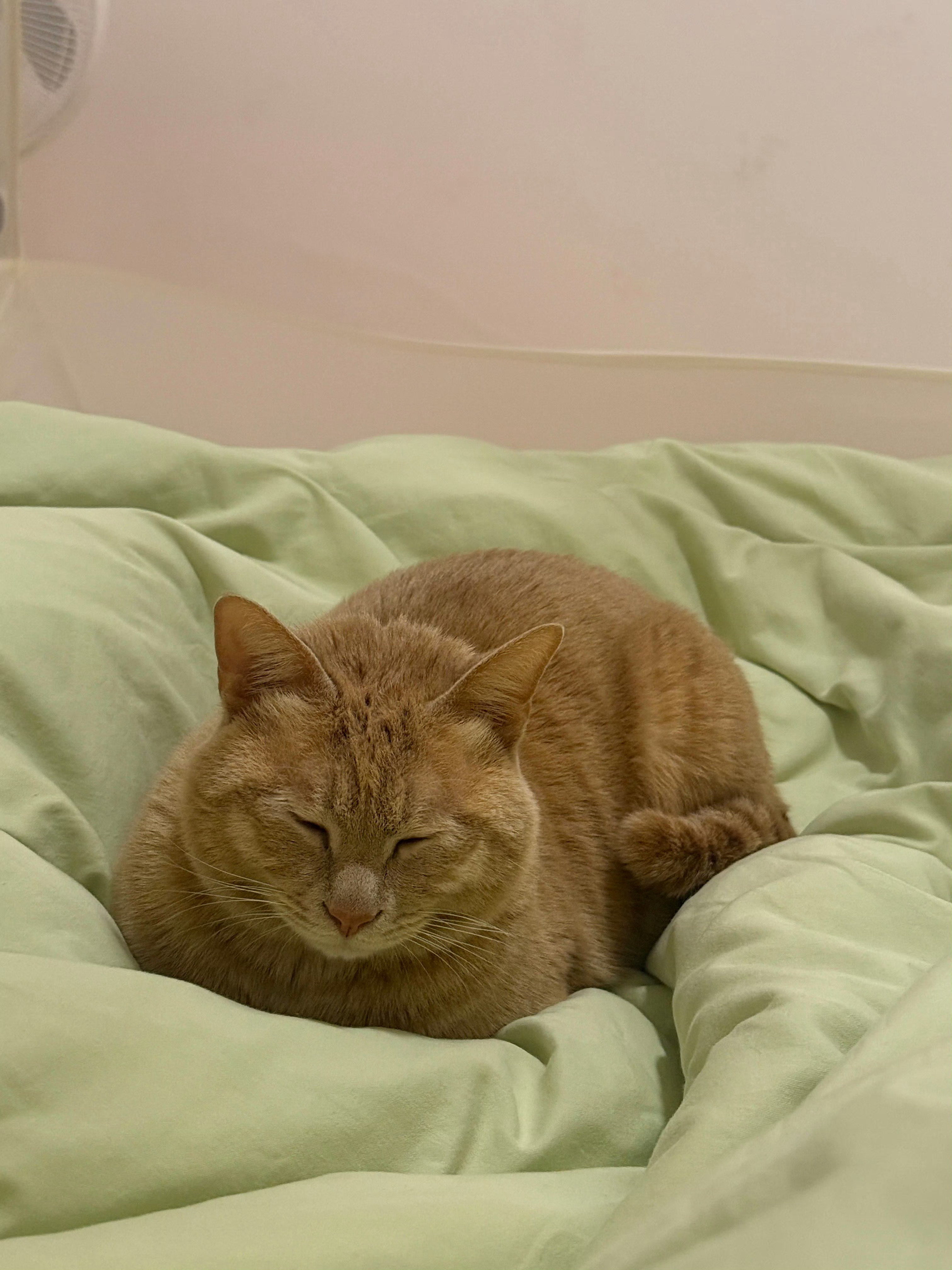 专家说小猫上床是不脏的橘子来了 这回必须站专家了，专家说的对，专家太权威了