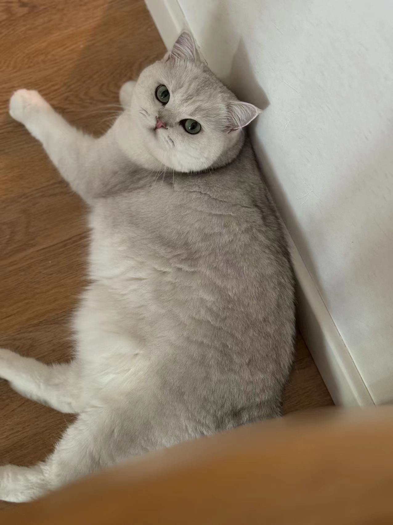 谁家女孩子这么胖的！！！#英国短毛猫##银渐层##辣椒家新家回访# ​​​