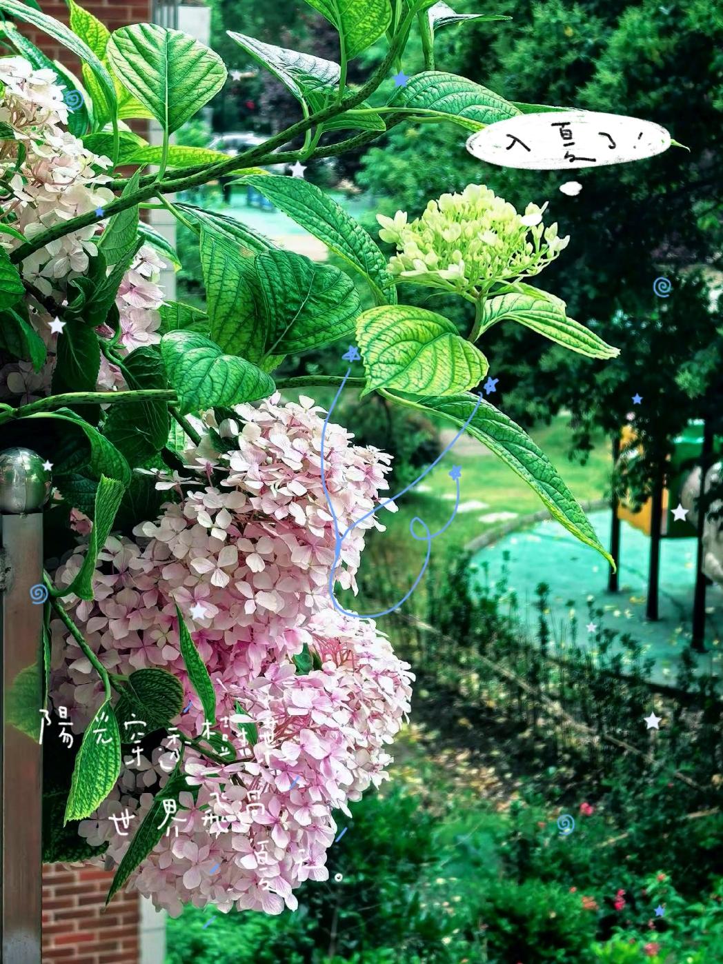 风穿过巷口，
把夏天的温柔吹进领口。