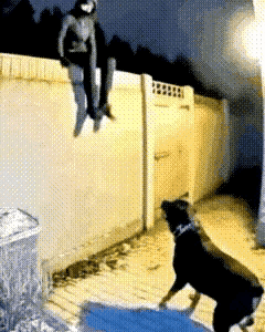 [[赞][吐舌]为勇犬点赞[吐舌][赞]]

      盗贼翻墙來行窃，
  