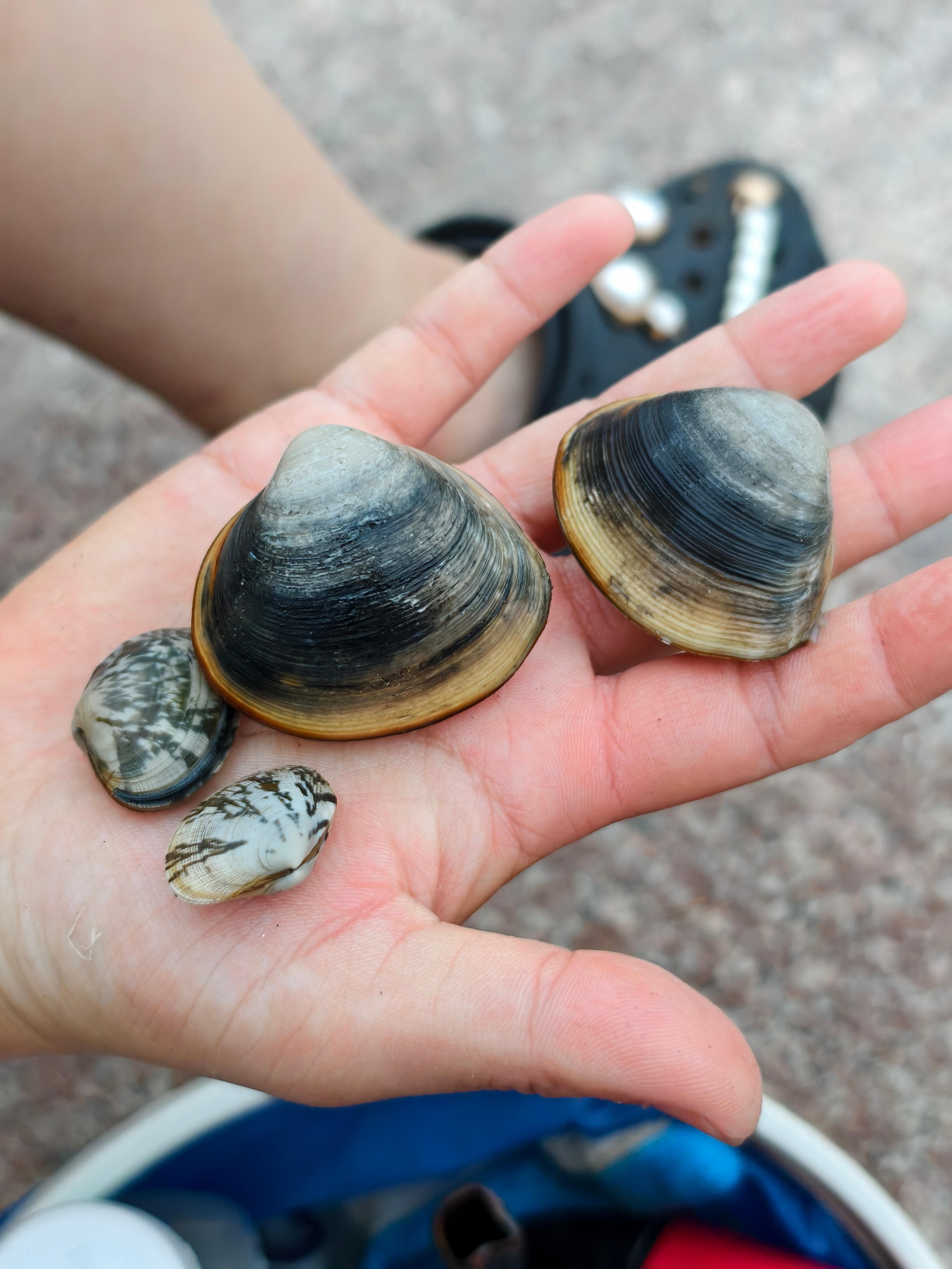 昨日赶海成果，忘了晒，沙子口海滩，各种蛤蜊也不少。  ​​​