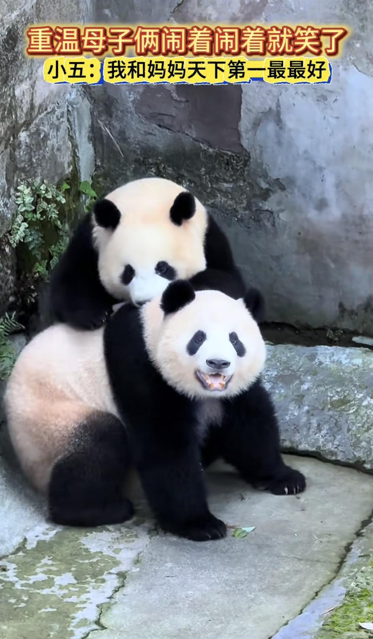 谁能拒绝熊猫母子贴贴的温柔瞬间呀！画面里，熊猫宝宝小五亲昵地靠在妈妈背上，软乎乎