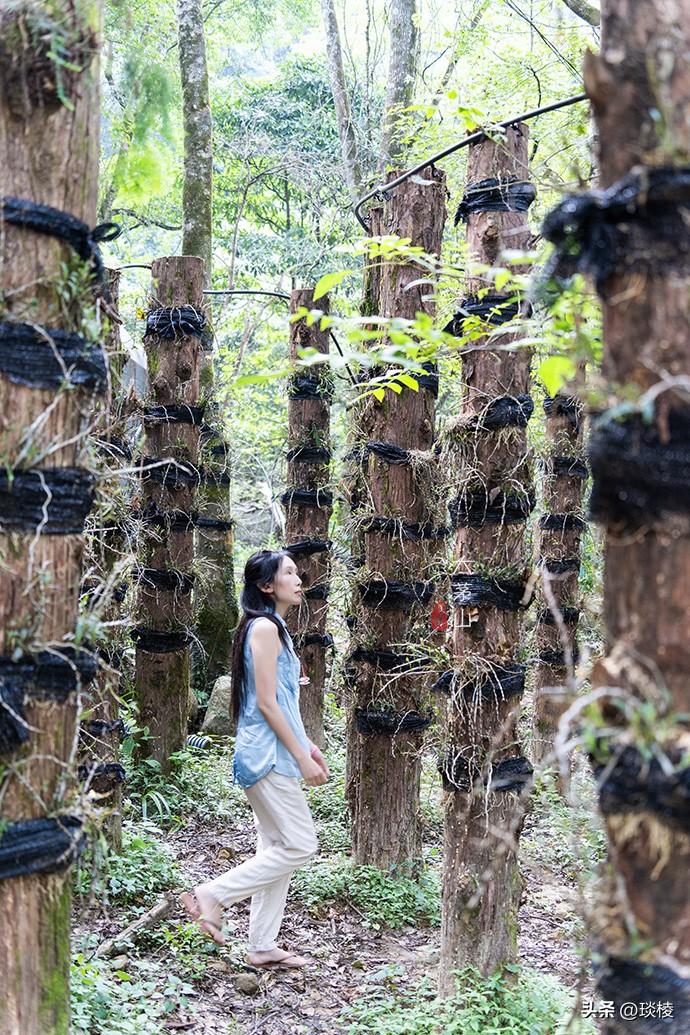 上饶的天然中药库

德兴地处亚热带湿润季风区，气候温暖，雨量充沛，光照充足，土地