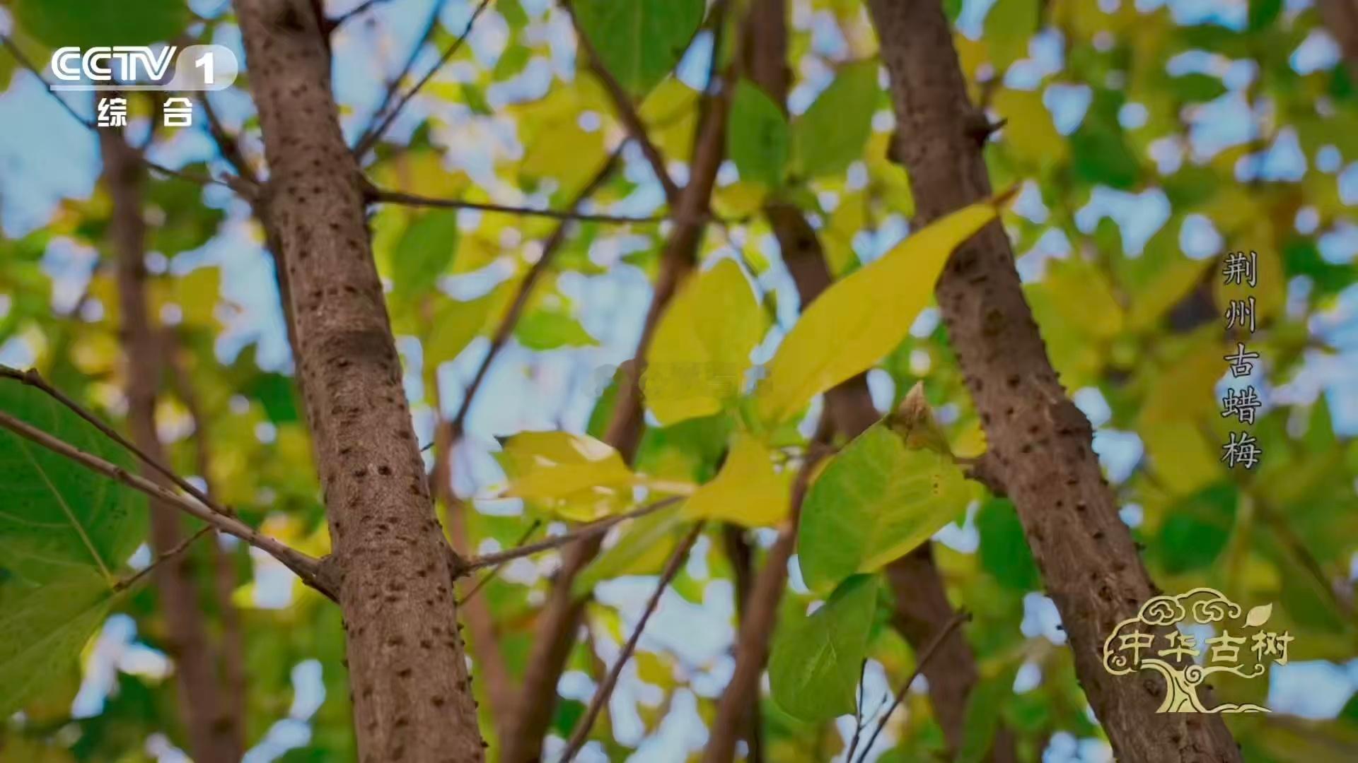 是蜡梅还是腊梅终于分清蜡梅和梅花了知识点补课：梅花没有黄色的，蜡梅只有黄色的（也