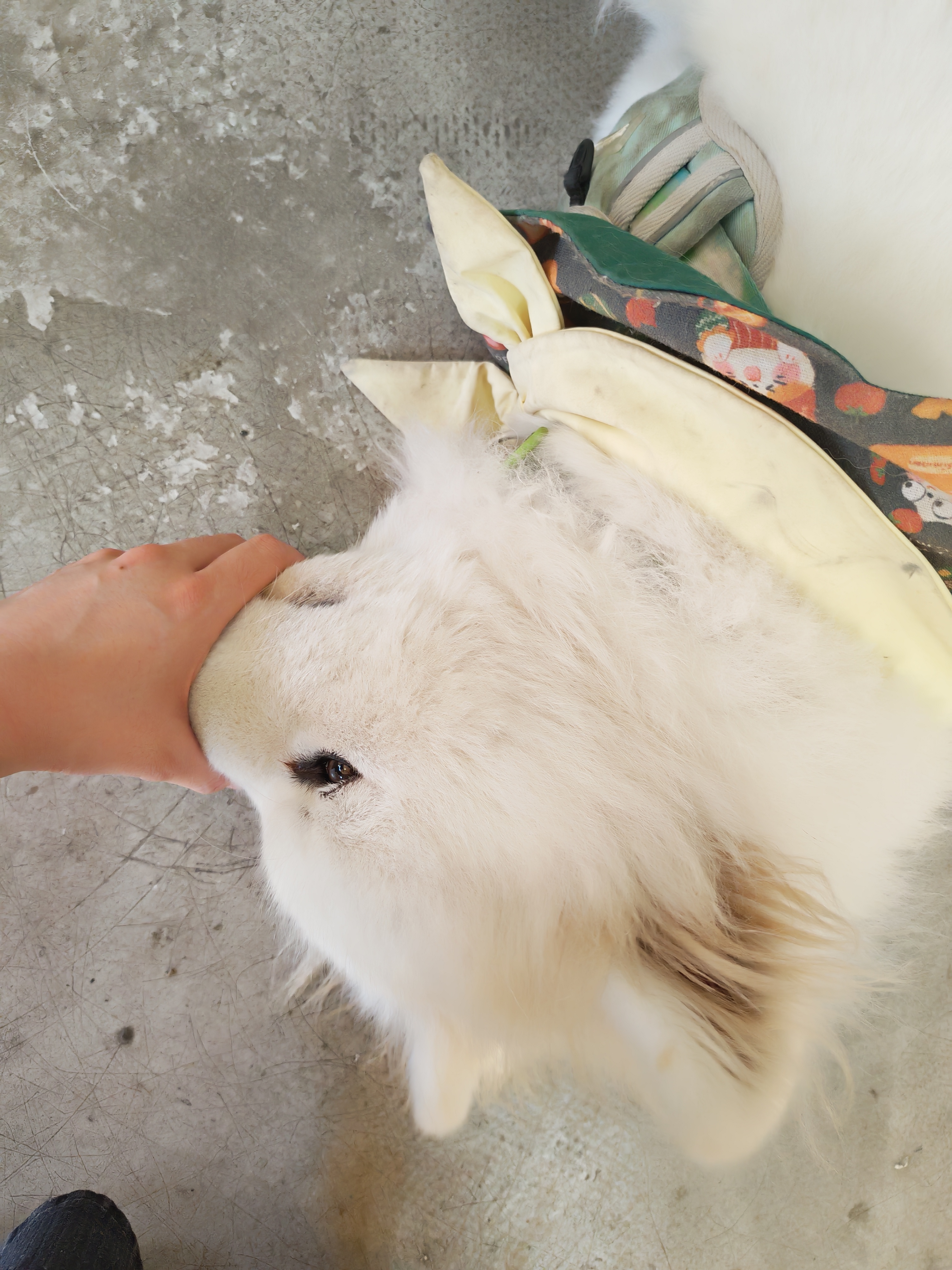 噢一个多月不见的小狗，猛握一下嘴筒子 