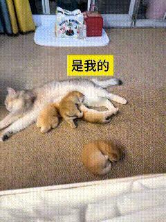 看到这个视频，给我笑的肚疼！这猫妈躺平喂奶，本来奶头够吃，俩小奶猫非要抢同一个，